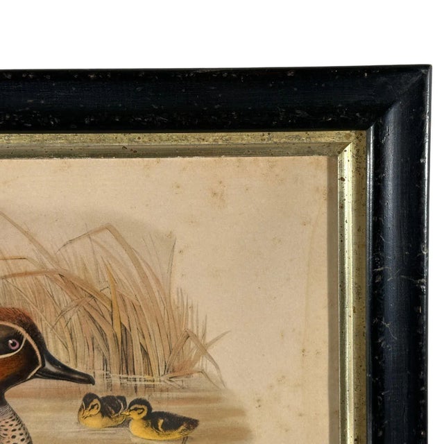 After John Gould (1804-1881), Pair of Framed Antique Lithographs, Borghese Gallery For Sale - Image 13 of 15