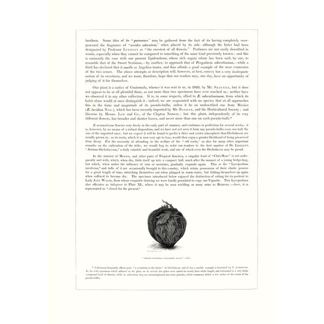 1970s Large 1973 Orchid Flower Lithograph "Epidendrum Aromaticum" (Aromatic Epidendrum) After James Bateman For Sale - Image 5 of 7
