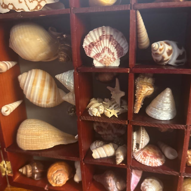 Seashell Collection in Glass-Front Display Case For Sale - Image 11 of 12