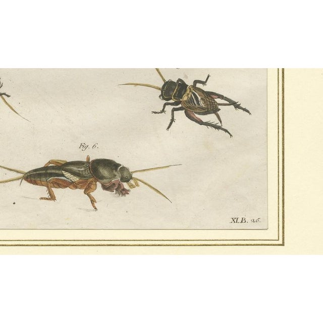 Copper Antique Crickets and Mole Cricket Engraving by Bertuch, 1807 For Sale - Image 8 of 9
