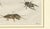 Copper Antique Crickets and Mole Cricket Engraving by Bertuch, 1807 For Sale - Image 8 of 9