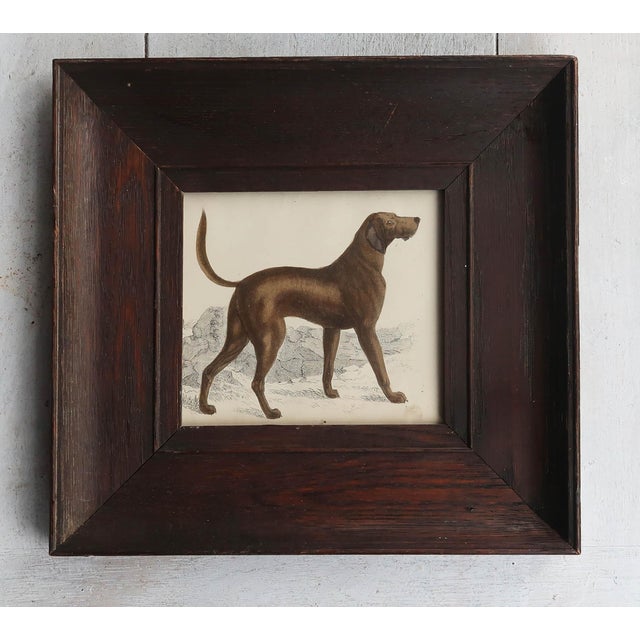 Great image of a bloodhound presented in an antique oak frame Lithograph after Cpt. Brown with original hand color....