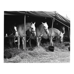 1978 Don Ware Equestrian Photograph