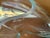 GORGEOUS contemporary signed handblown biomorphic glass sculpture by John Bingham. A bit of background on the artist. John...