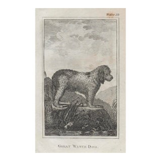 Antique Great Water Dog 18th Century Engraving For Sale
