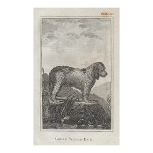 Antique Great Water Dog 18th Century Engraving