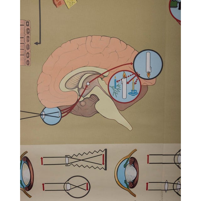 Vintage School Poster the Eye and Its Functions from Lehrmittelverlag Wilhelm Hagemann, 1970s For Sale - Image 10 of 15