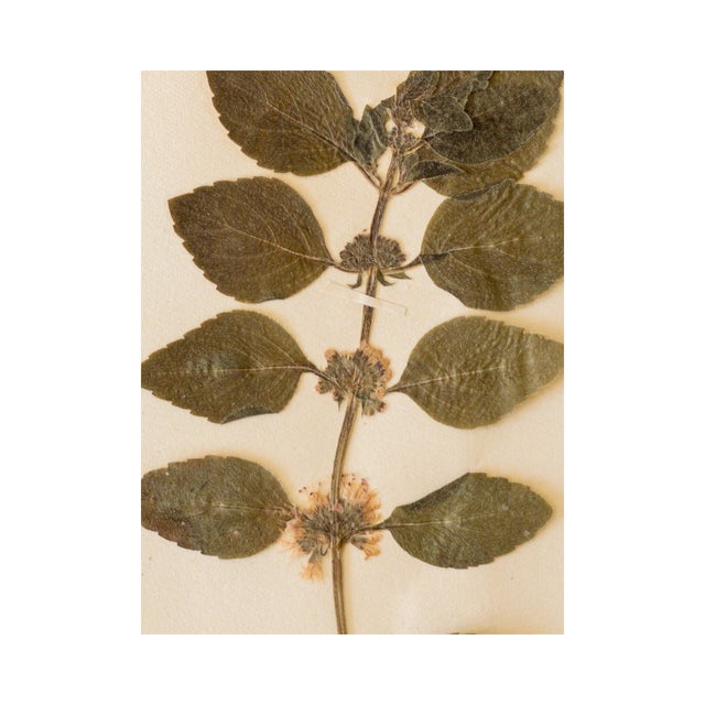 Antique Swedish Herbarium - Wild Mint, Circa 1908 For Sale - Image 4 of 5