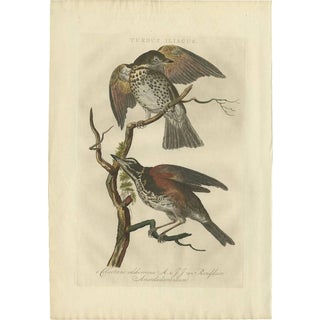 Sepp & Nozeman, Redwing Bird, 1770, Print For Sale