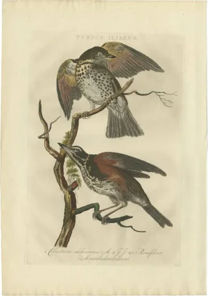 Sepp & Nozeman, Redwing Bird, 1770, Print