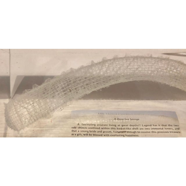 Transparent "The Venus Flower Basket" on Lucite For Sale - Image 8 of 11