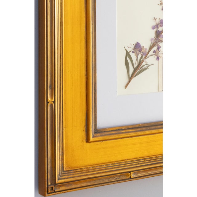 Custom Framed Vintage Finnish Herbarium Botanical Specimens, Set of Four For Sale - Image 14 of 16
