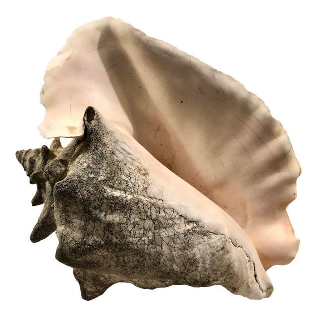Large Harbour Island Conch Shell For Sale