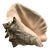 Large Harbour Island Conch Shell For Sale