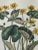 Marsh Marigold and Anemone Canadensis Botanical Double Page Print For Sale In Dallas - Image 6 of 7
