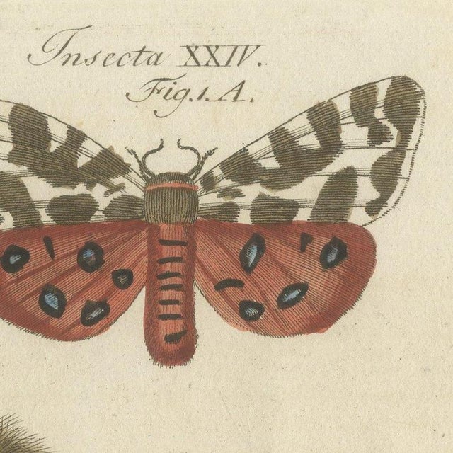 Paper Bertuch, Garden Tiger Moth and Emperor Moth, 1805, Print For Sale - Image 7 of 12
