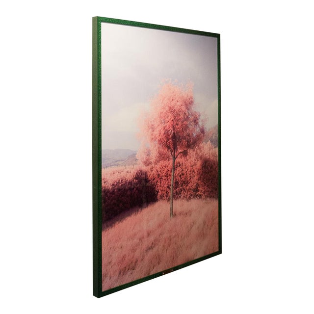 Pink Tree (2022) AP Edition of 2 Dimensions: 28" W x 40" H Archival pigment print framed in emerald glazed wood with...