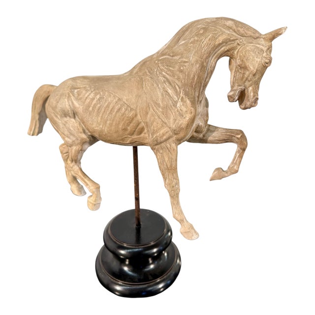 Hand-Carved Anatomical Horse Model on Stand For Sale