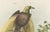Greater Bird of Paradise Hand-Colored Lithograph, 1832 For Sale - Image 6 of 11