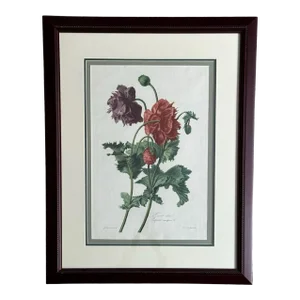 Antique Botanical of Poppy Flowers 19th C. Chromolithograph Poppy From Fleurs Dessinees d'Apres Nature by Gerard Van Spaendonck