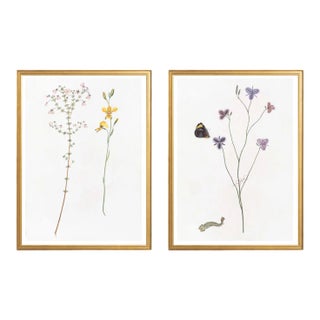 Celerie Kemble Curated Australian Botanical Diptych (24x30) in Gold Frame For Sale