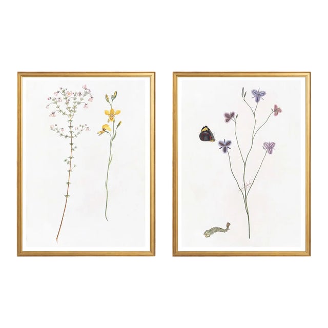 Celerie Kemble Curated Australian Botanical Diptych (24x30) in Gold Frame For Sale