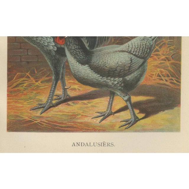 The elegant andalusian chicken - a rare 19th century poultry lithograph this stunning 19th century chromolithograph...