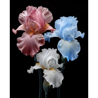 Trinity in Bloom "Limited Edition of 10", Photograph by Michael Filonow For Sale