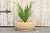 Sand Large Stone Round Planter For Sale - Image 8 of 9