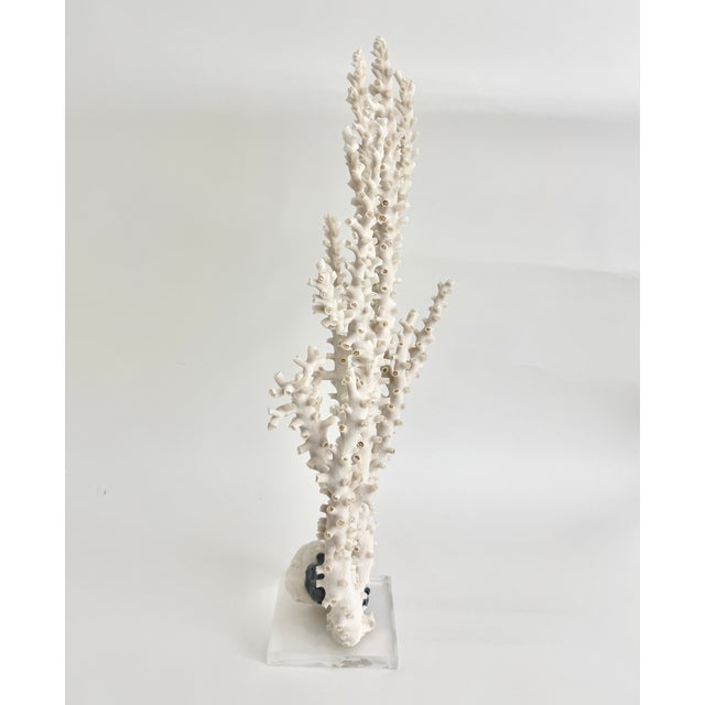 Late 20th Century Exceptional Natural Octopus Coral on Acrylic Base For Sale - Image 5 of 8