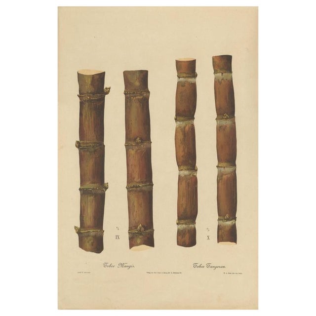 Sugarcane, 1892, Paper For Sale - Image 10 of 10
