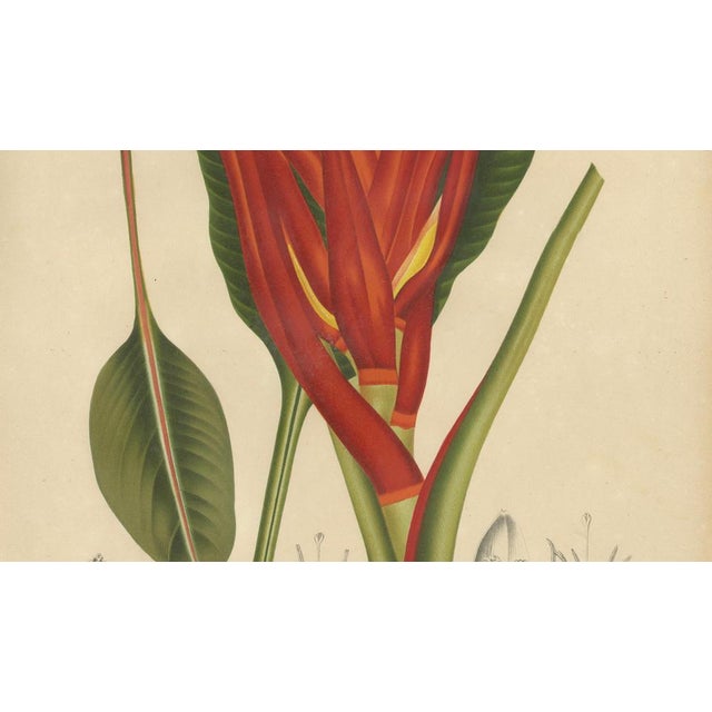 Sheep van Nooten, Red Heliconia Botanical, 1880, Chromolithograph For Sale - Image 5 of 9