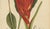 Sheep van Nooten, Red Heliconia Botanical, 1880, Chromolithograph For Sale - Image 5 of 9