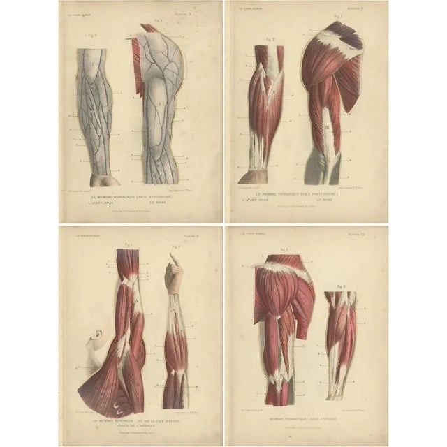 Kuhff, Human Arms, 1879, Prints, Set of 4 For Sale - Image 6 of 6
