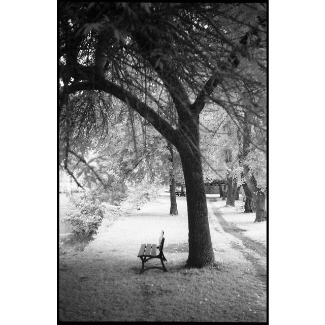 Paul Cooklin, Trees, Ardennes, Edition of 50 For Sale - Image 7 of 7