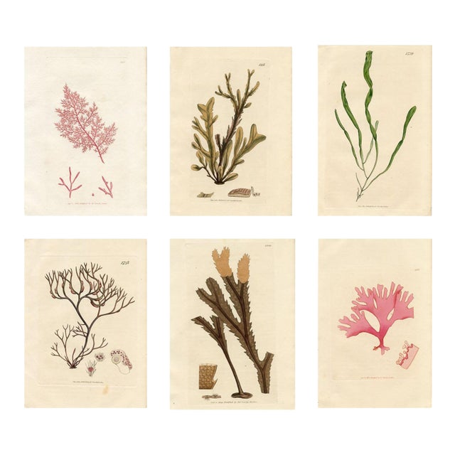 Antique Seaweed Prints by Sowerby, Set of 6, Early 1800s, Original Hand Colored Engravings, England For Sale