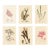 Antique Seaweed Prints by Sowerby, Set of 6, Early 1800s, Original Hand Colored Engravings, England For Sale
