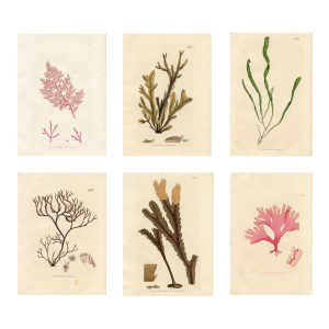 Antique Seaweed Prints by Sowerby, Set of 6, Early 1800s, Original Hand Colored Engravings, England