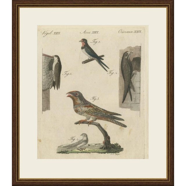This antique bird print from bertuch's bilderbuch shows swallows, swifts and a nightjar, the birds that hunt insects on...