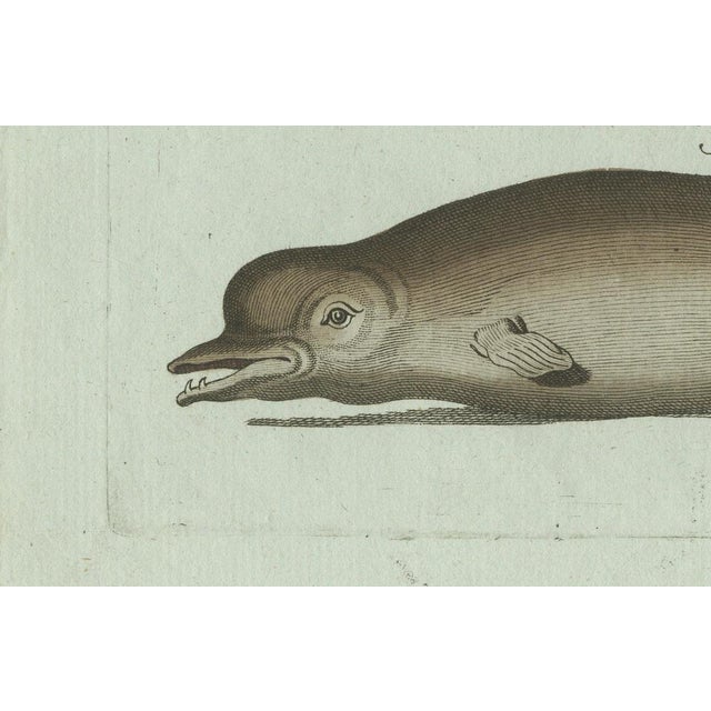 Black Bertuch, Orca, Whale and Dolphin, 1805, Engraving For Sale - Image 8 of 9