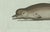 Black Bertuch, Orca, Whale and Dolphin, 1805, Engraving For Sale - Image 8 of 9