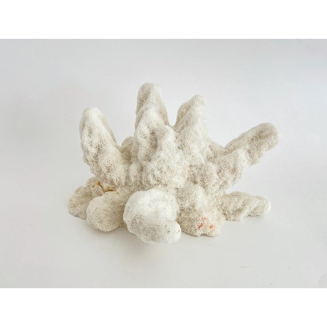 Natural Catspaw coral specimen in an unusual shape and presentation. Base is cut and polished to protect surfaces. Each...