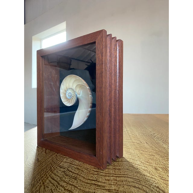 Framed Nautilus Shell For Sale - Image 9 of 15