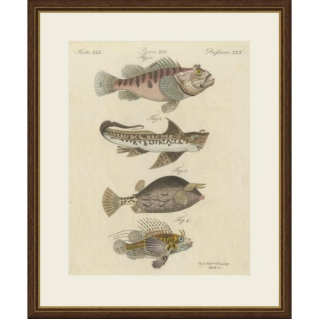 This hand coloured copper engraving of fishes of strange form, the scorpionfish, the chimaera or rabbitfish, a four spined...