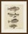 This hand coloured copper engraving of fishes of strange form, the scorpionfish, the chimaera or rabbitfish, a four spined...