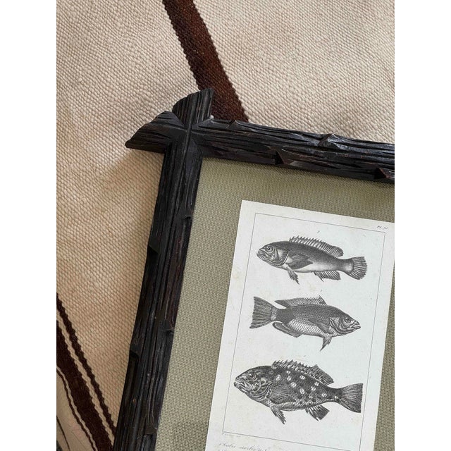 Early 19th Century Early 19th Century Black Forest Framed C. Motte Fish Engraving, on Grasscloth For Sale - Image 5 of 8
