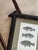 Early 19th Century Early 19th Century Black Forest Framed C. Motte Fish Engraving, on Grasscloth For Sale - Image 5 of 8