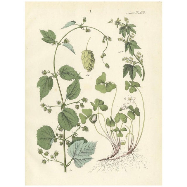 Calwer, Botanical Illustration of Hops and Wood Sorrel, 1854, Print For Sale - Image 6 of 6