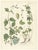 Calwer, Botanical Illustration of Hops and Wood Sorrel, 1854, Print For Sale - Image 6 of 6