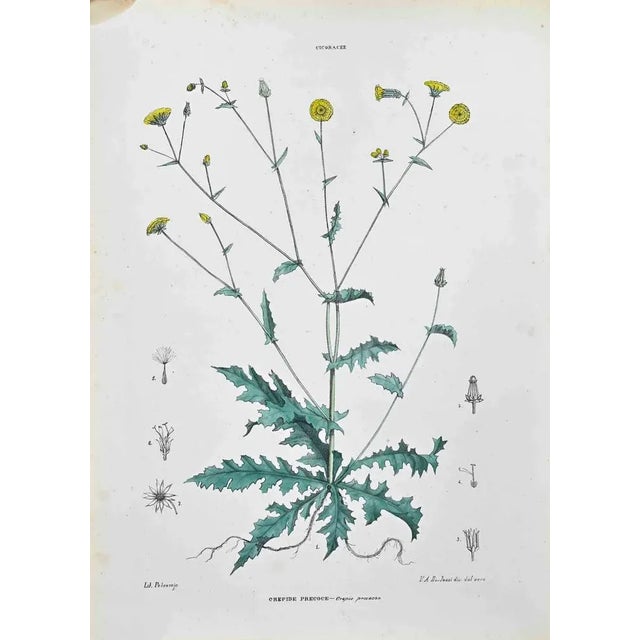 Lithograph hand watercolored. Plate from "Atlante di Botanica popolare ossia Illustrazione di Piante Notevoli di ogni...